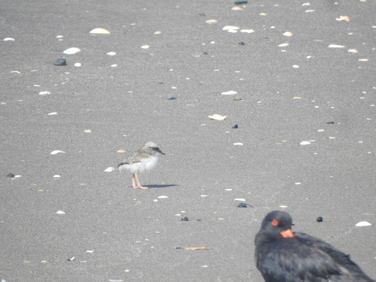 Shore Plover - ML174318141