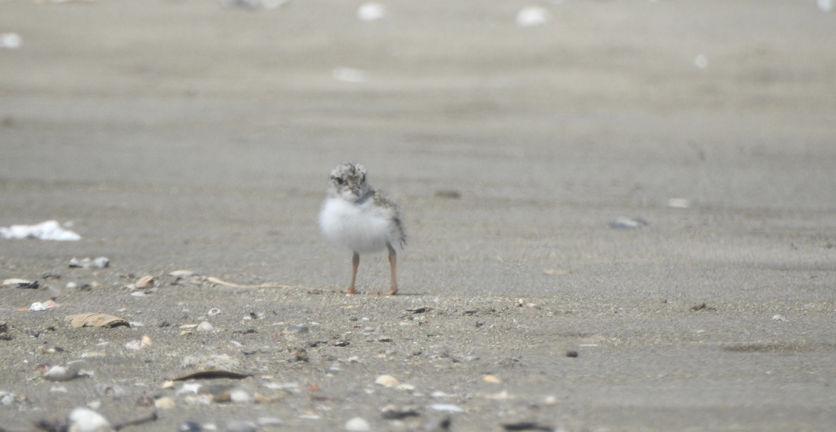 Shore Plover - ML174318151
