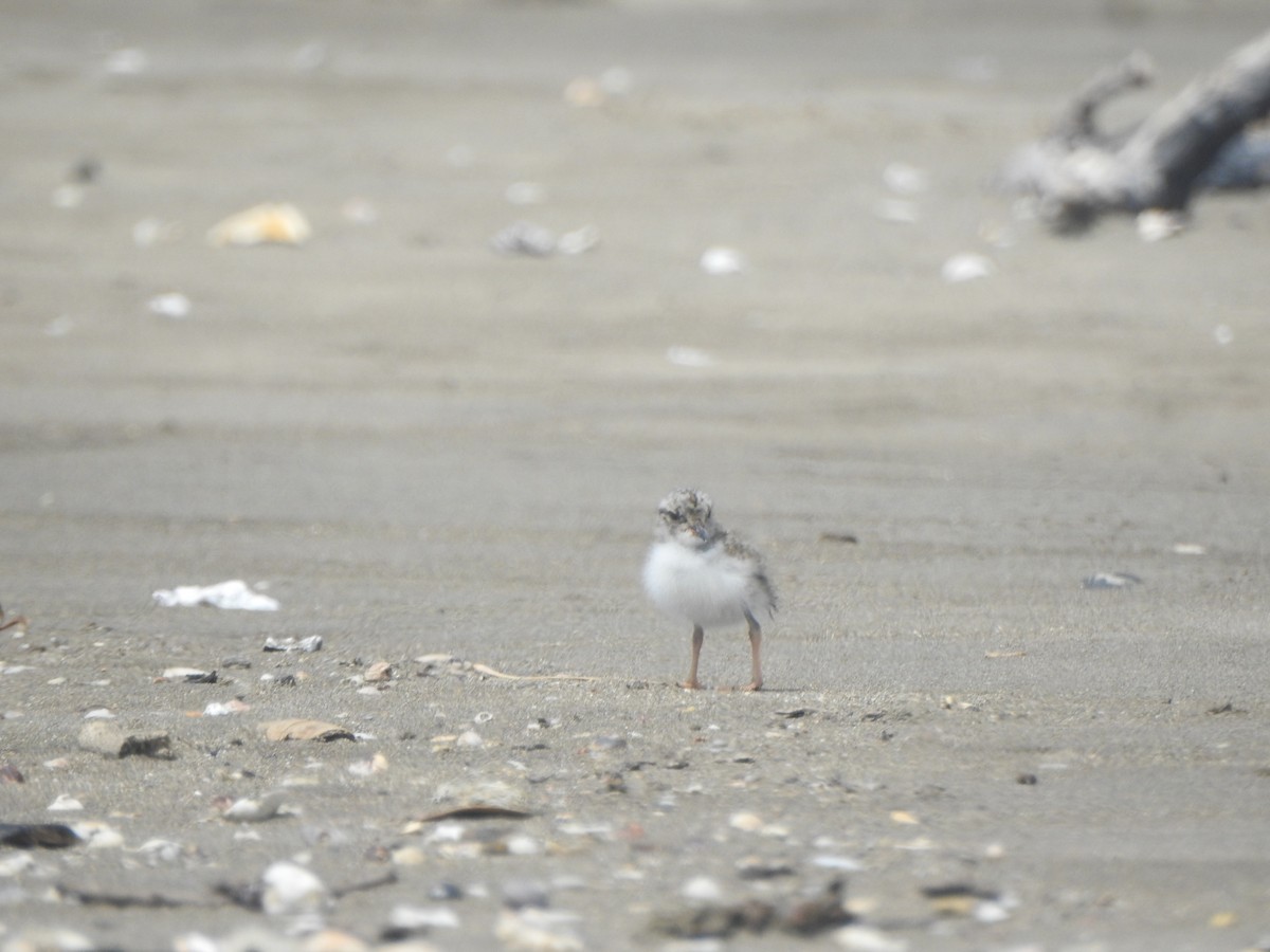 Shore Plover - ML174318161