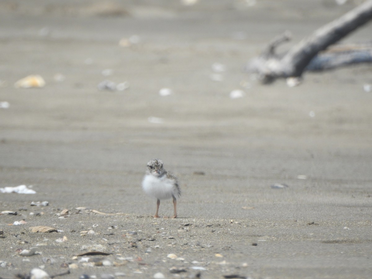 Shore Plover - ML174318171