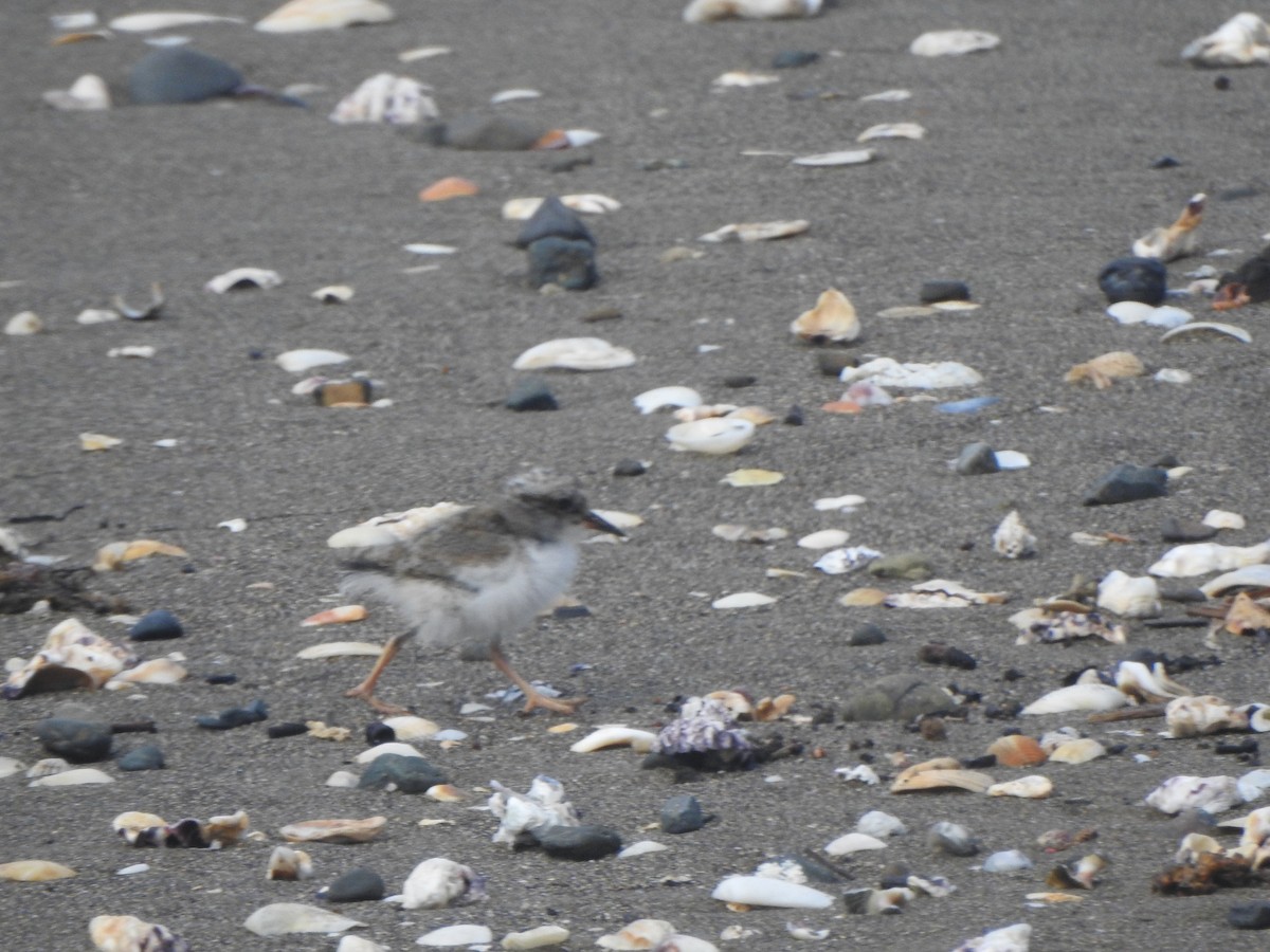 Shore Plover - ML174318191