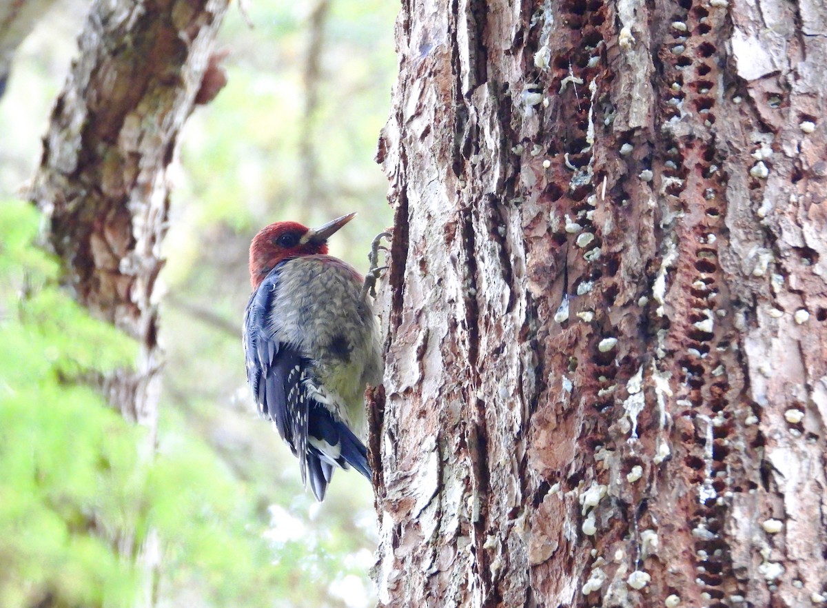 Red-breasted Sapsucker - ML174318621