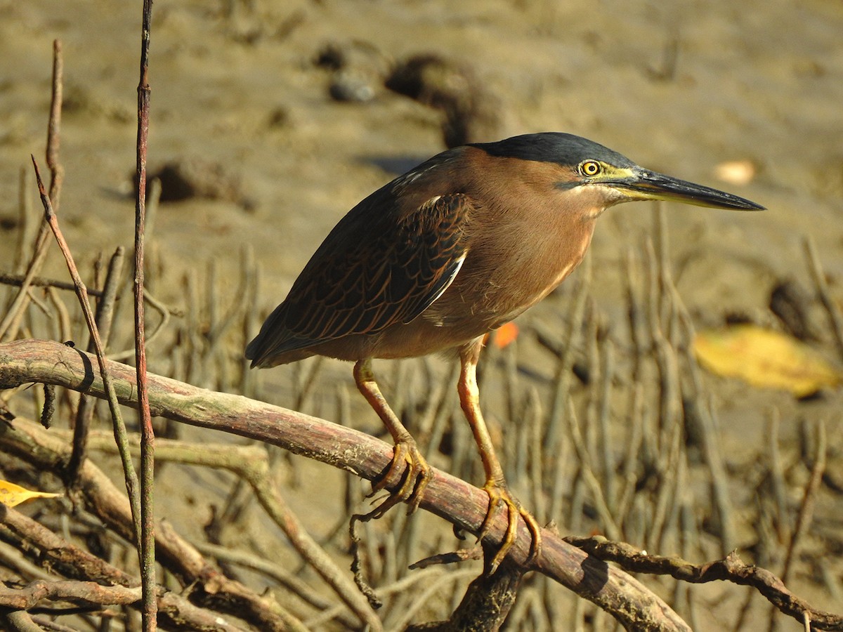 Striated Heron - Kris Bernard