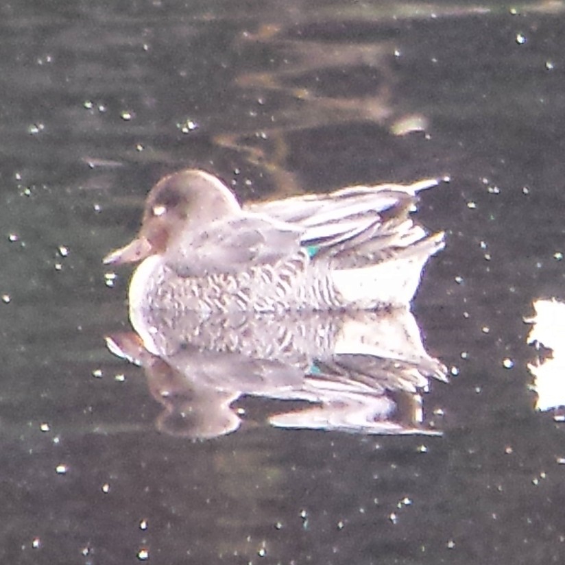 Green-winged Teal - Willson Gaul