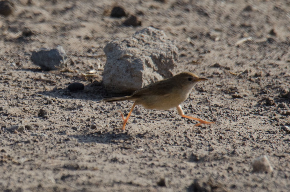 Rattling Cisticola - Kyle Finn