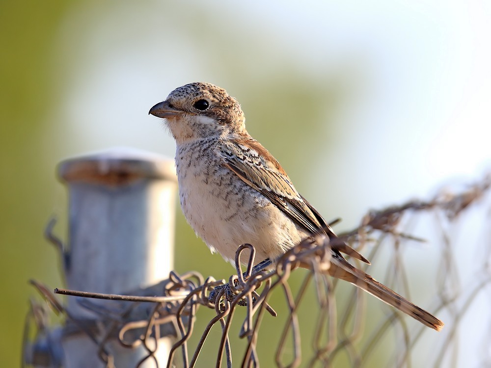 Woodchat Shrike - Jorge García Mora