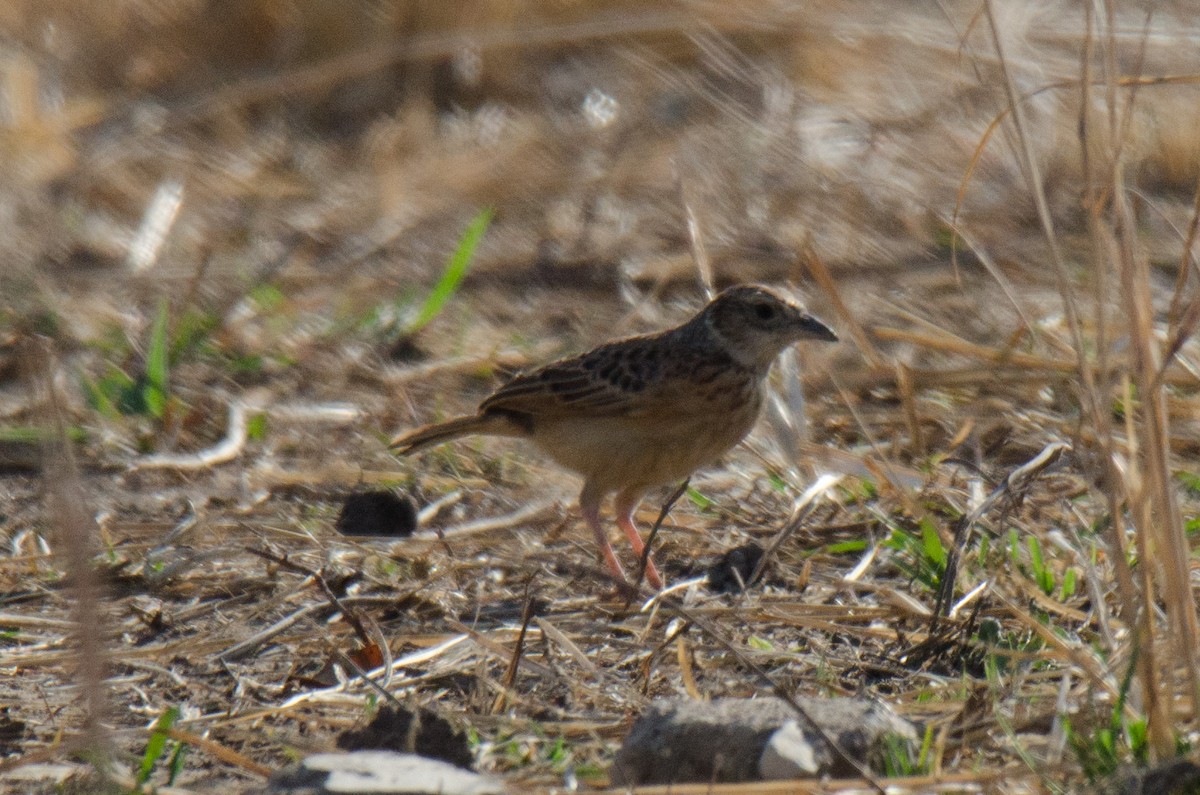 Rufous-naped Lark (Rufous-naped) - ML174320291