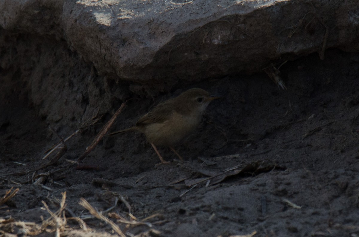 Rattling Cisticola - Kyle Finn