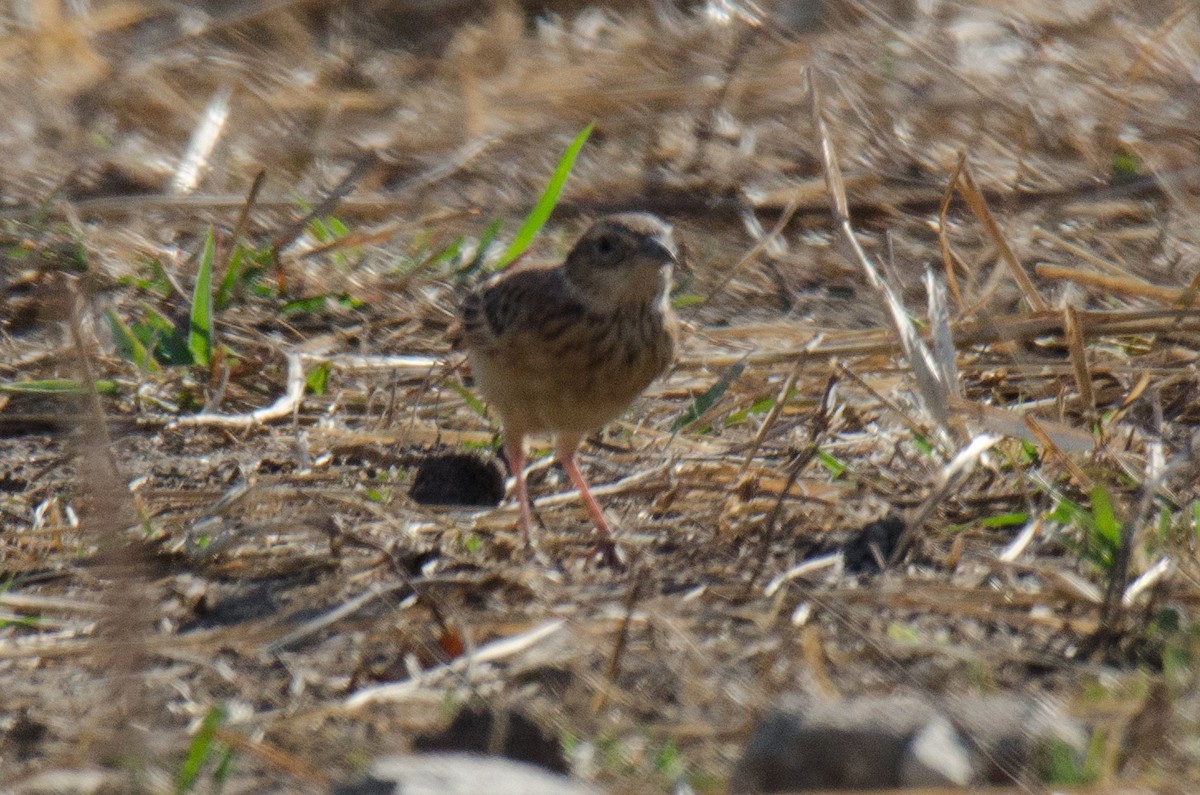 Rufous-naped Lark (Rufous-naped) - ML174320331