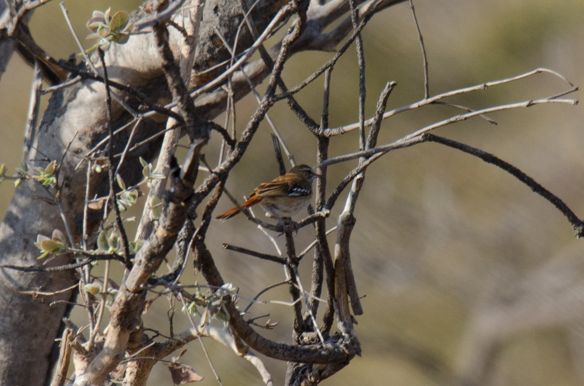 Red-backed Scrub-Robin (Red-backed) - ML174320401