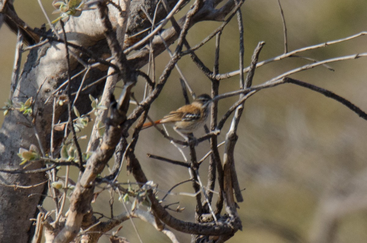 Red-backed Scrub-Robin (Red-backed) - ML174320411