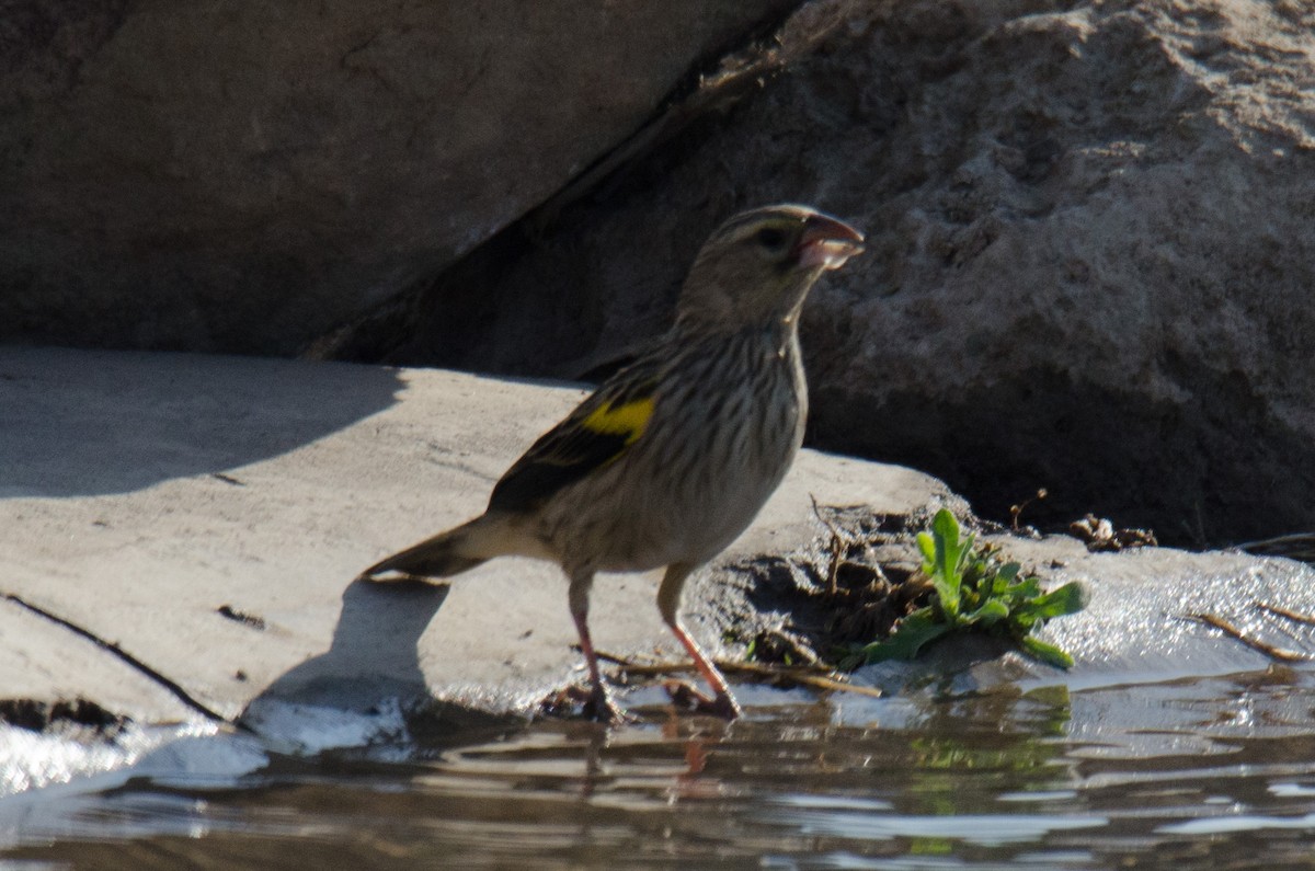 Yellow Bishop (Yellow) - ML174320441