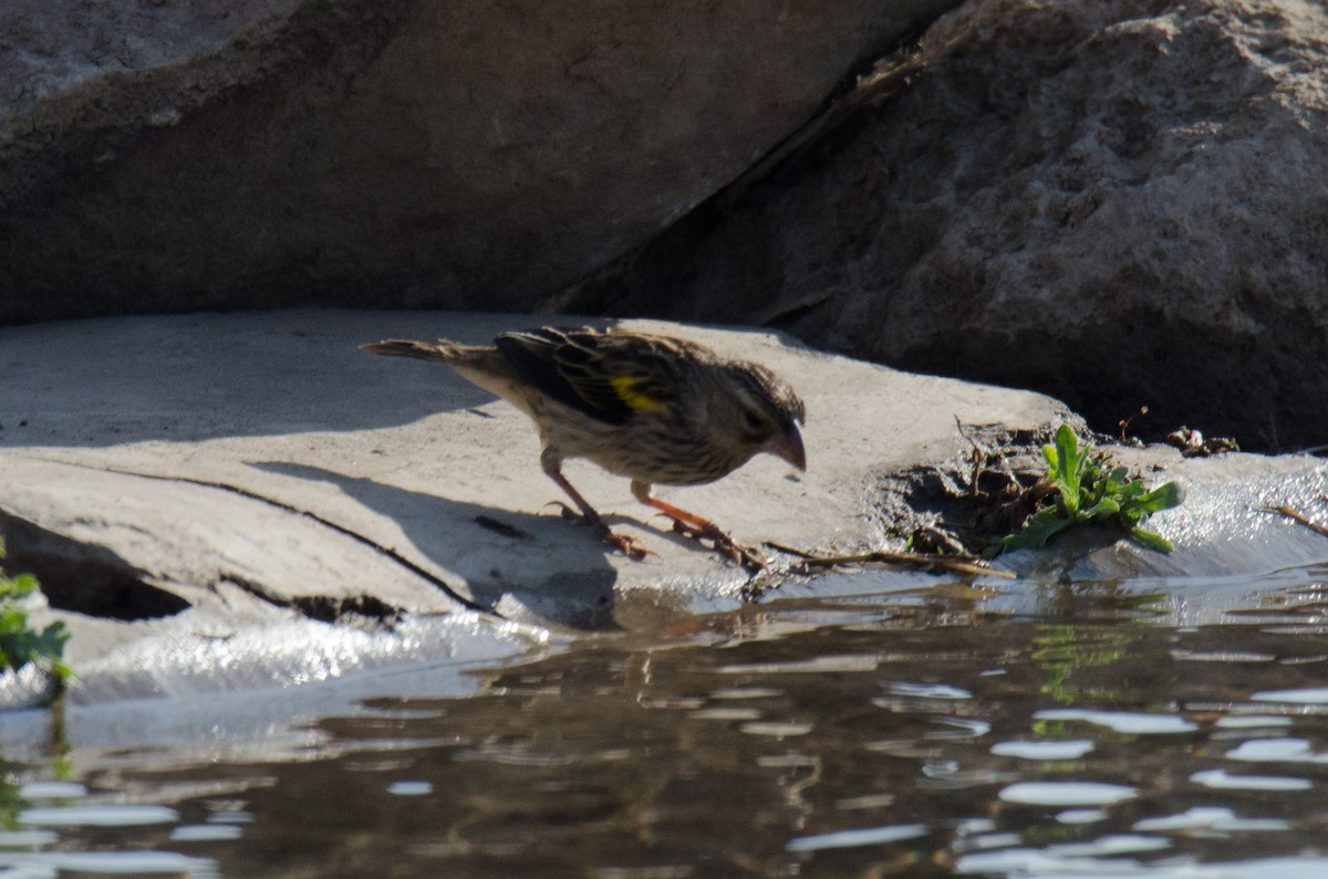 Yellow Bishop (Yellow) - ML174320461