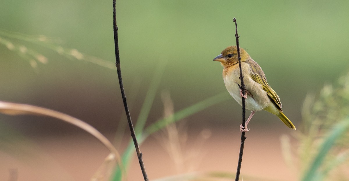 Salvadori's Weaver - ML174322011