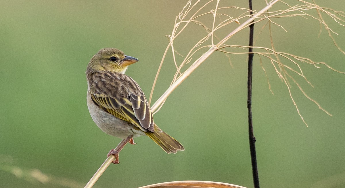 Salvadori's Weaver - Forest Botial-Jarvis