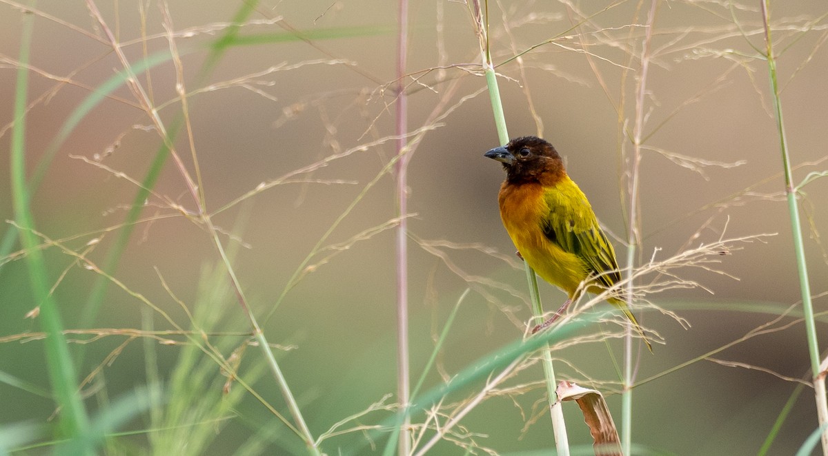 Salvadori's Weaver - ML174322051