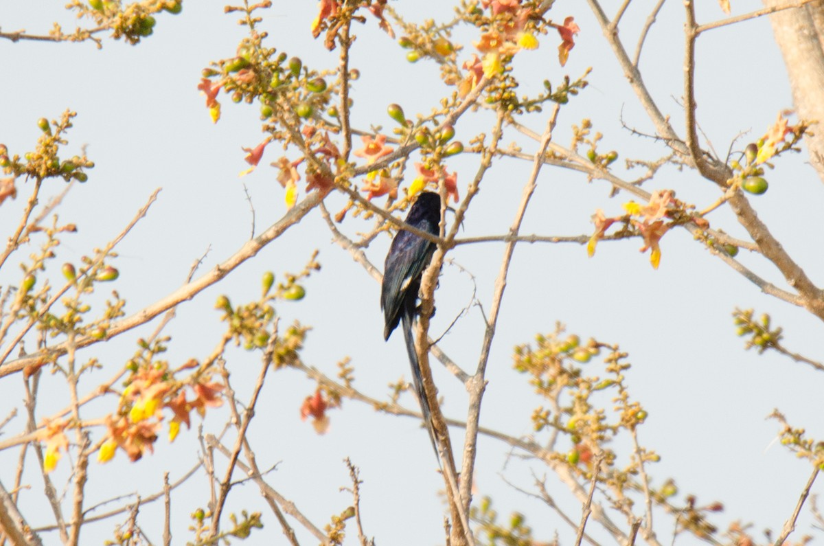 Common Scimitarbill - ML174322161