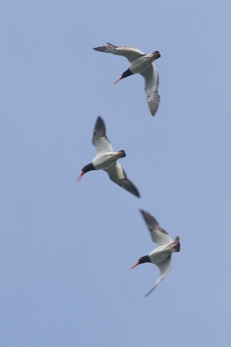 American Oystercatcher - ML174325011