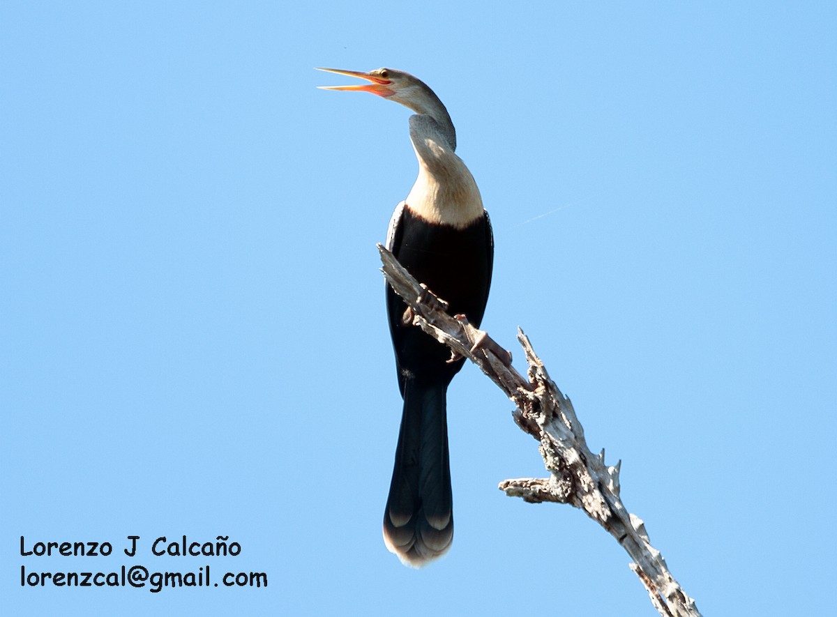 Amerika-Schlangenhalsvogel - ML174325281