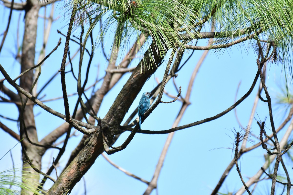 Verditer Flycatcher - ML174325521