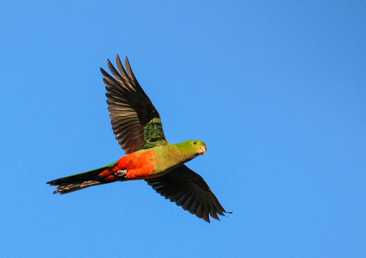 Australian King-Parrot - ML174326021