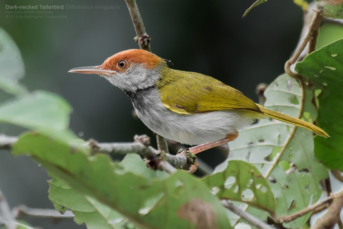 Dark-necked Tailorbird - Natthaphat Chotjuckdikul