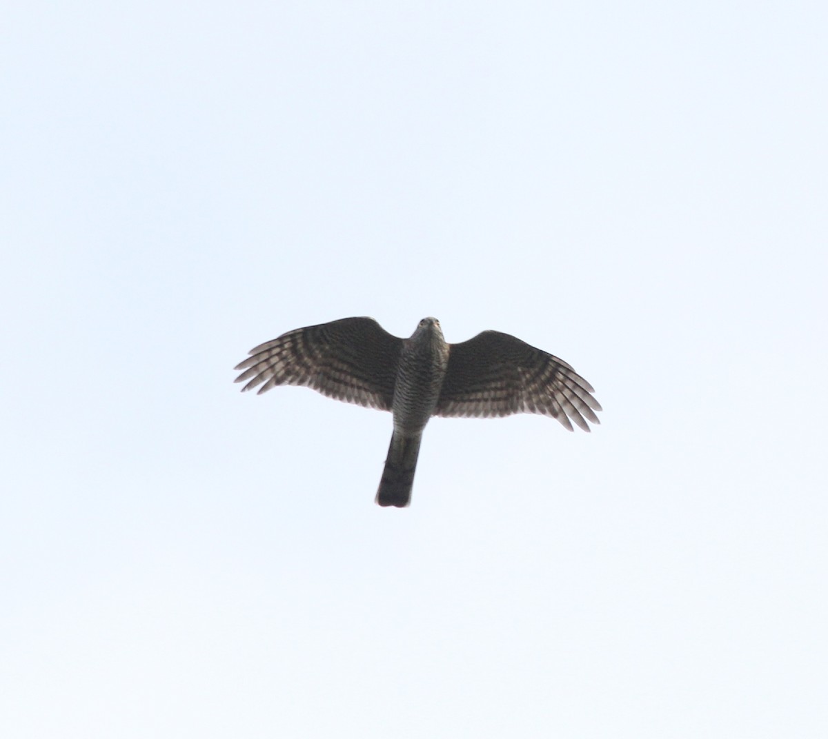 Eurasian Sparrowhawk - ML174327971