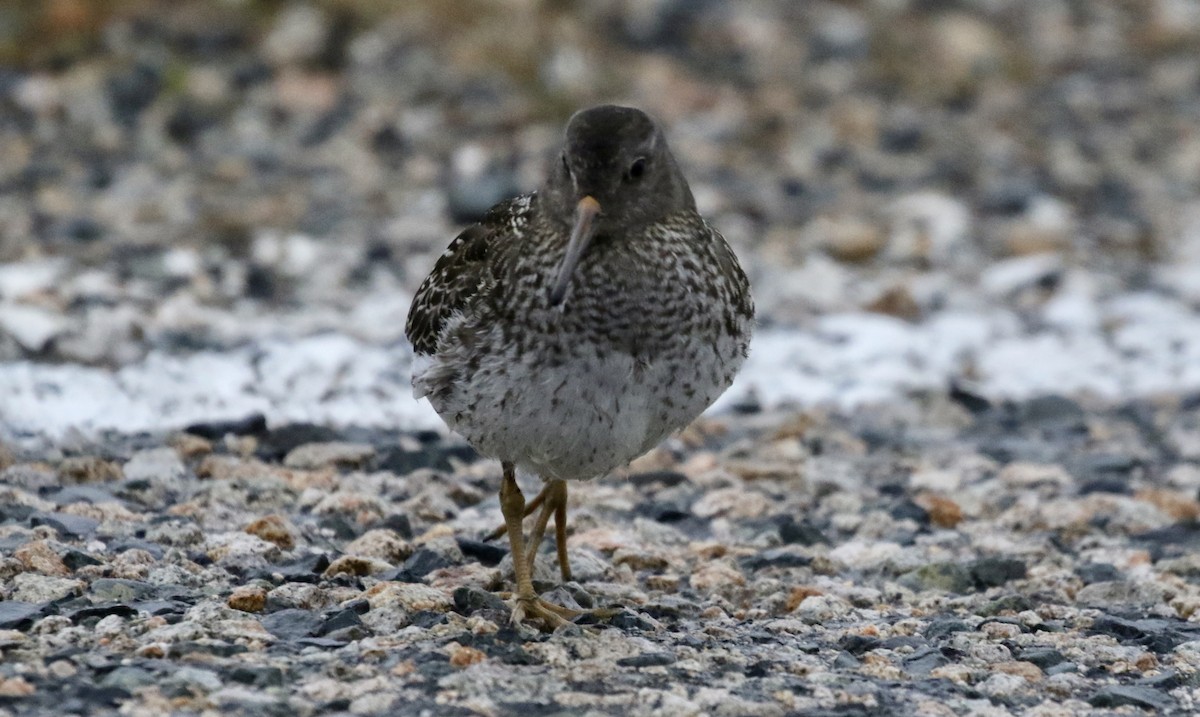 Purple Sandpiper - ML174328341