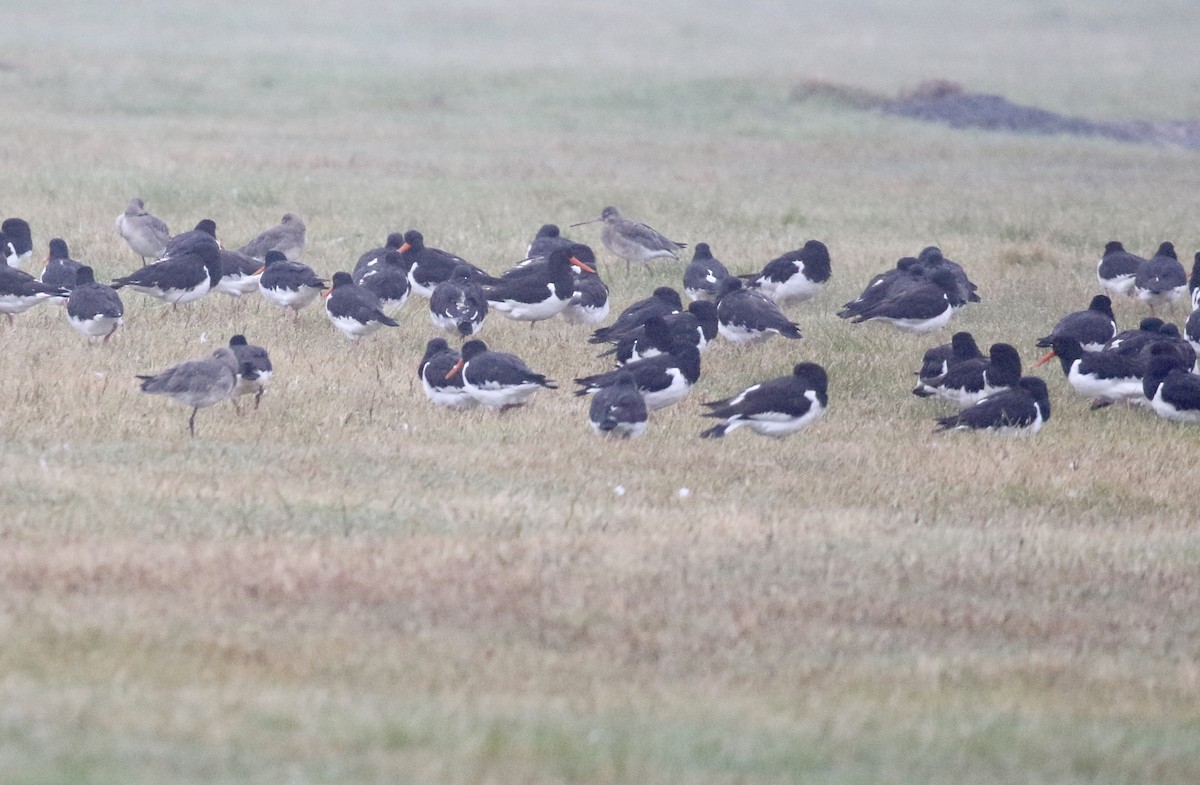 Eurasian Oystercatcher - ML174329571