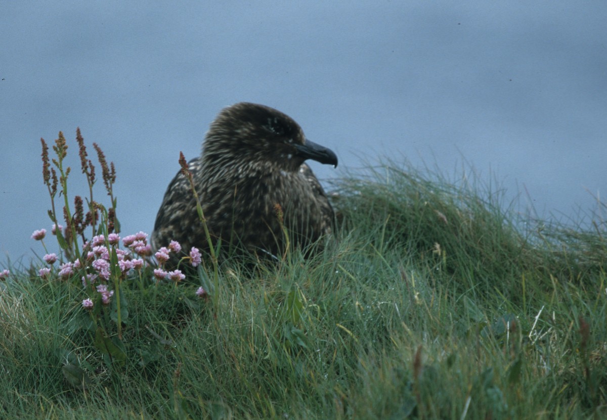 Great Skua - Christoph Randler