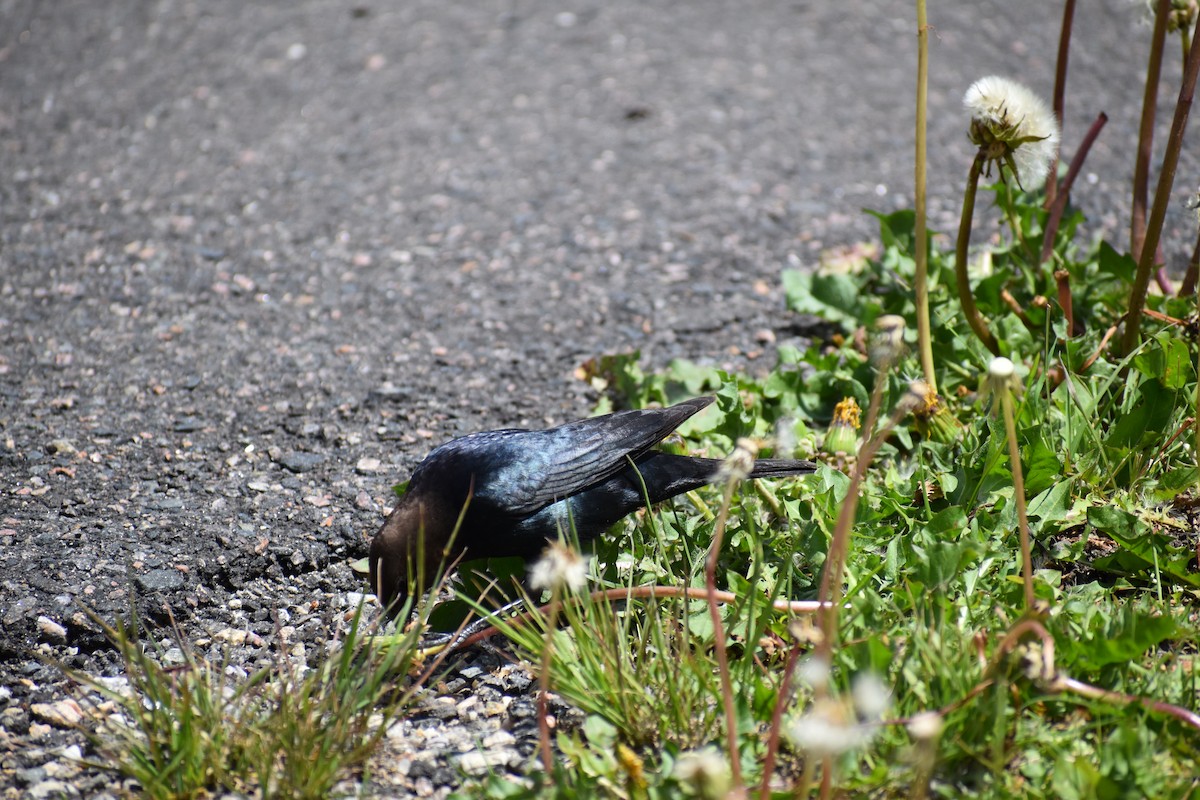 Brown-headed Cowbird - ML174330081
