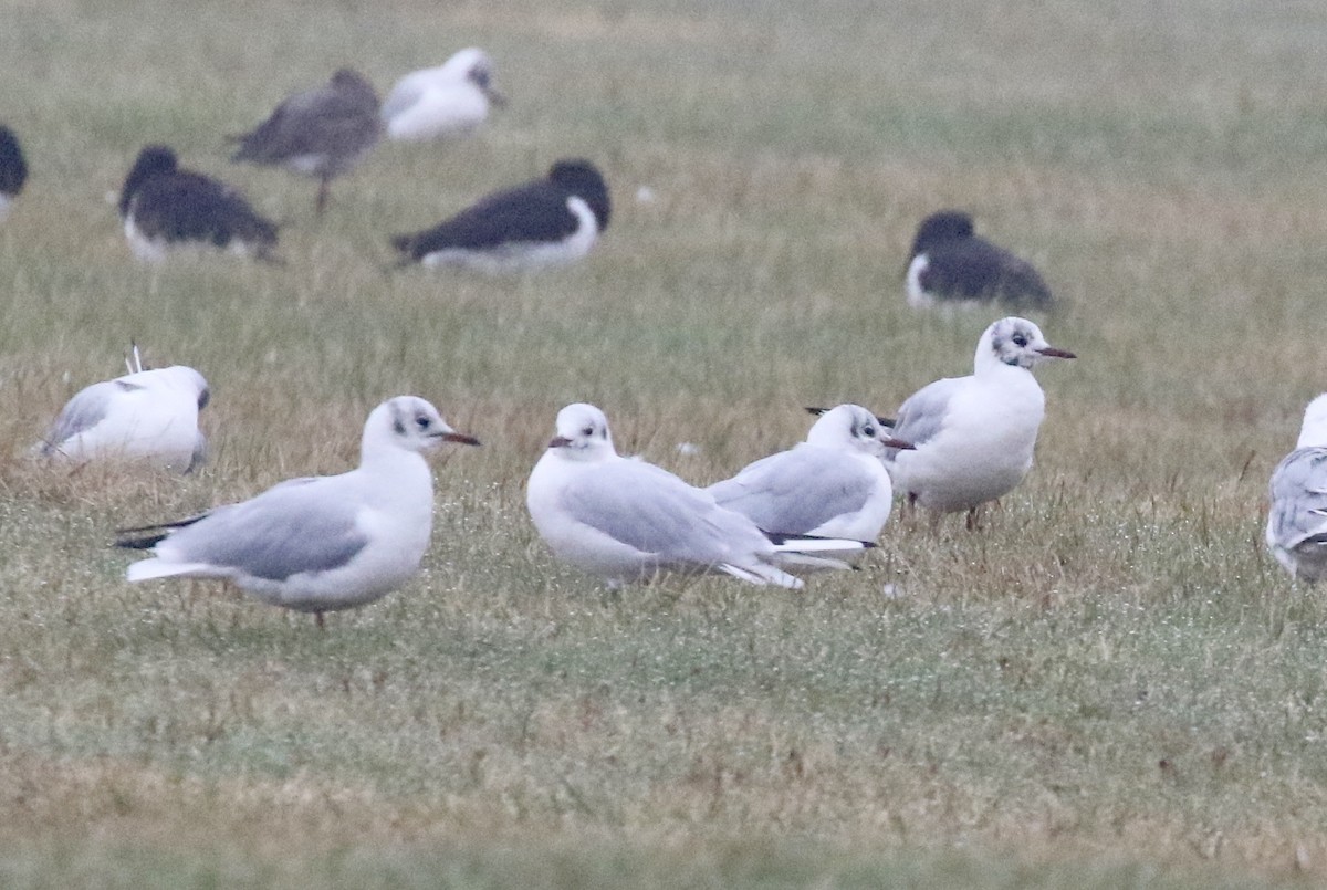 Black-headed Gull - ML174331171