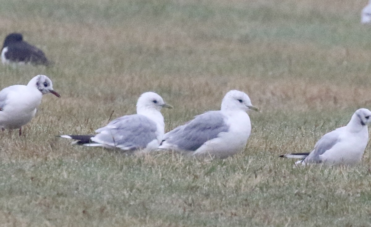 Common Gull - ML174331311