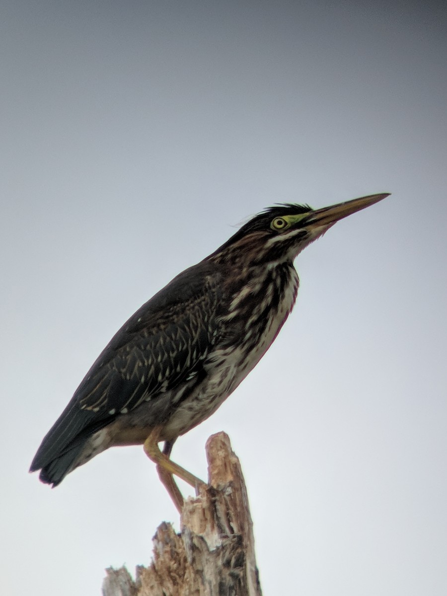 Green Heron - Nathaniel Sharp