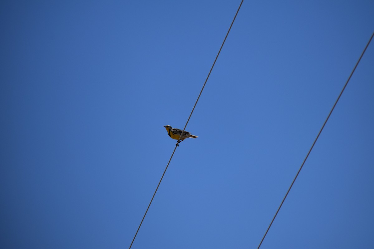 Western Meadowlark - ML174331831