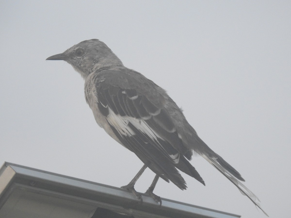 Northern Mockingbird - ML174332021