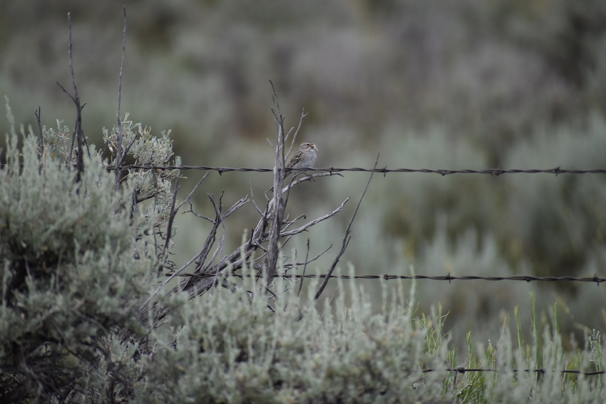 Brewer's Sparrow - ML174332131