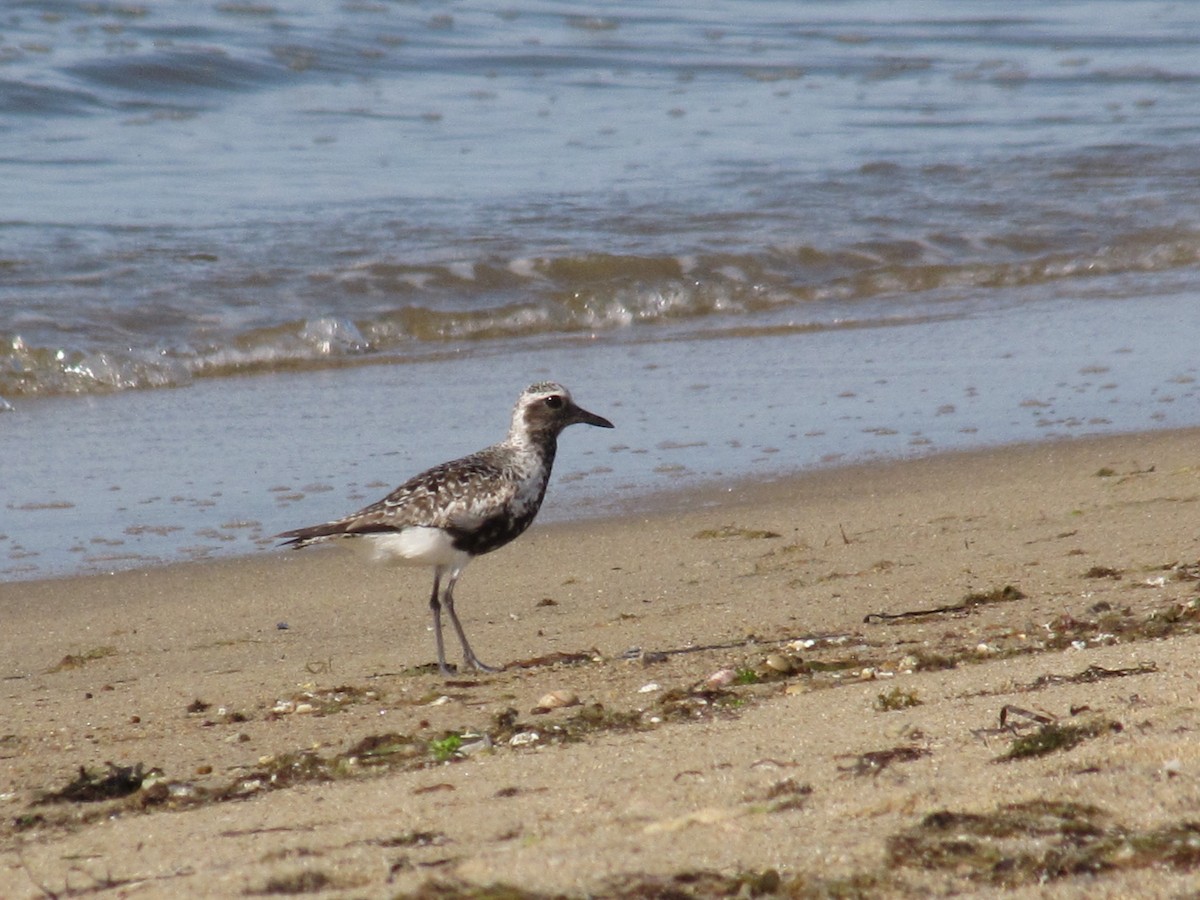 Black-bellied Plover - ML174332521