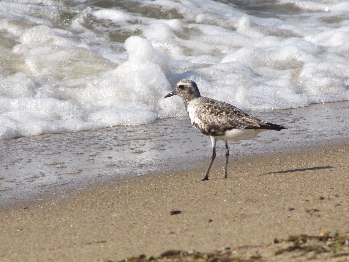 Black-bellied Plover - ML174332561