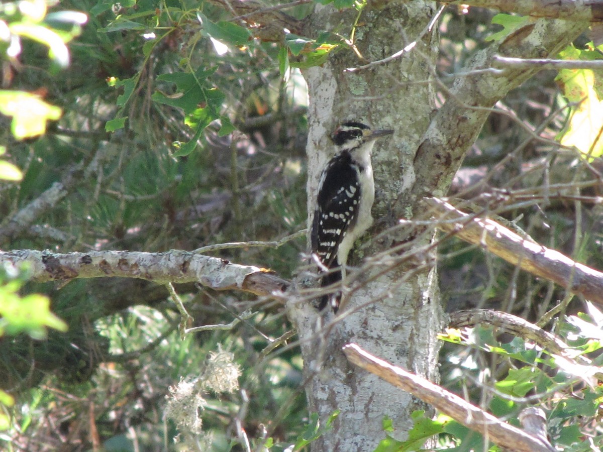 Hairy Woodpecker - ML174332721