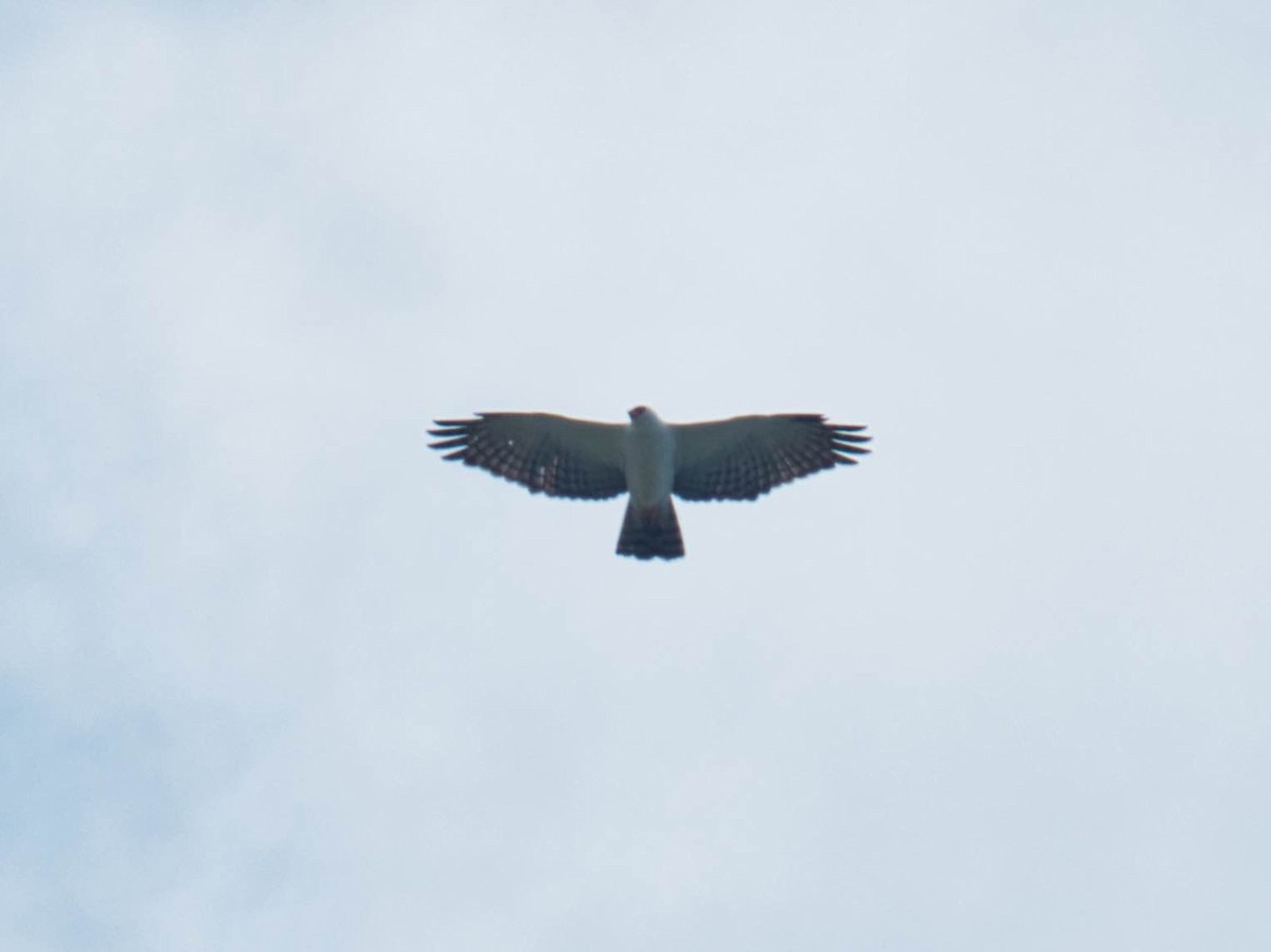 Black-and-white Hawk-Eagle - ML174334161