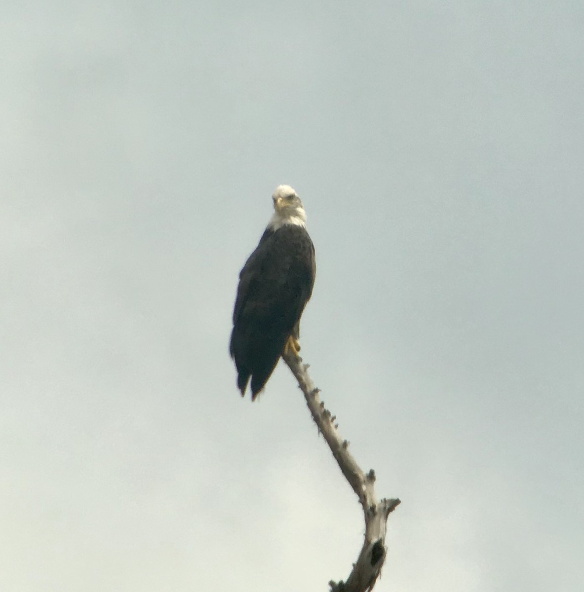 Bald Eagle - ML174335511
