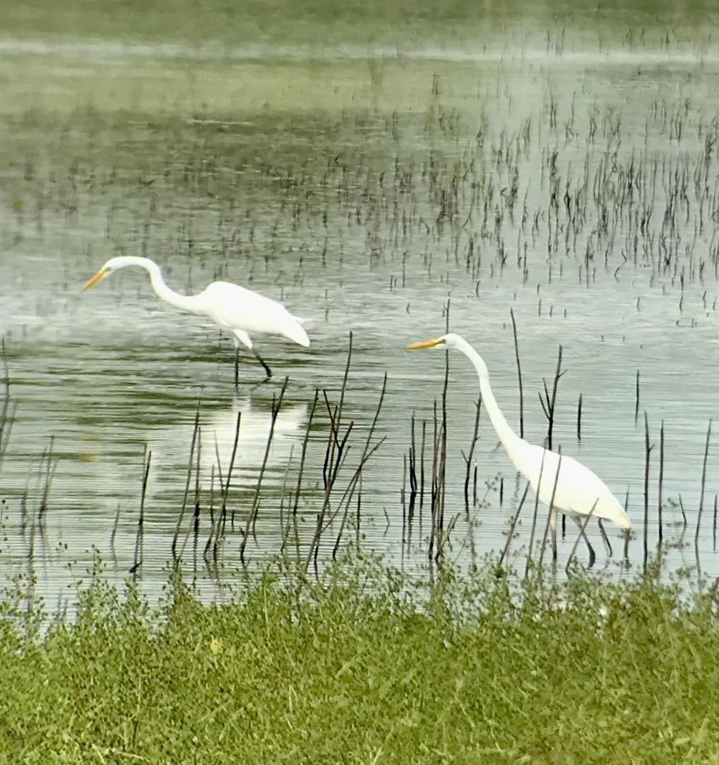 Great Egret - ML174335731