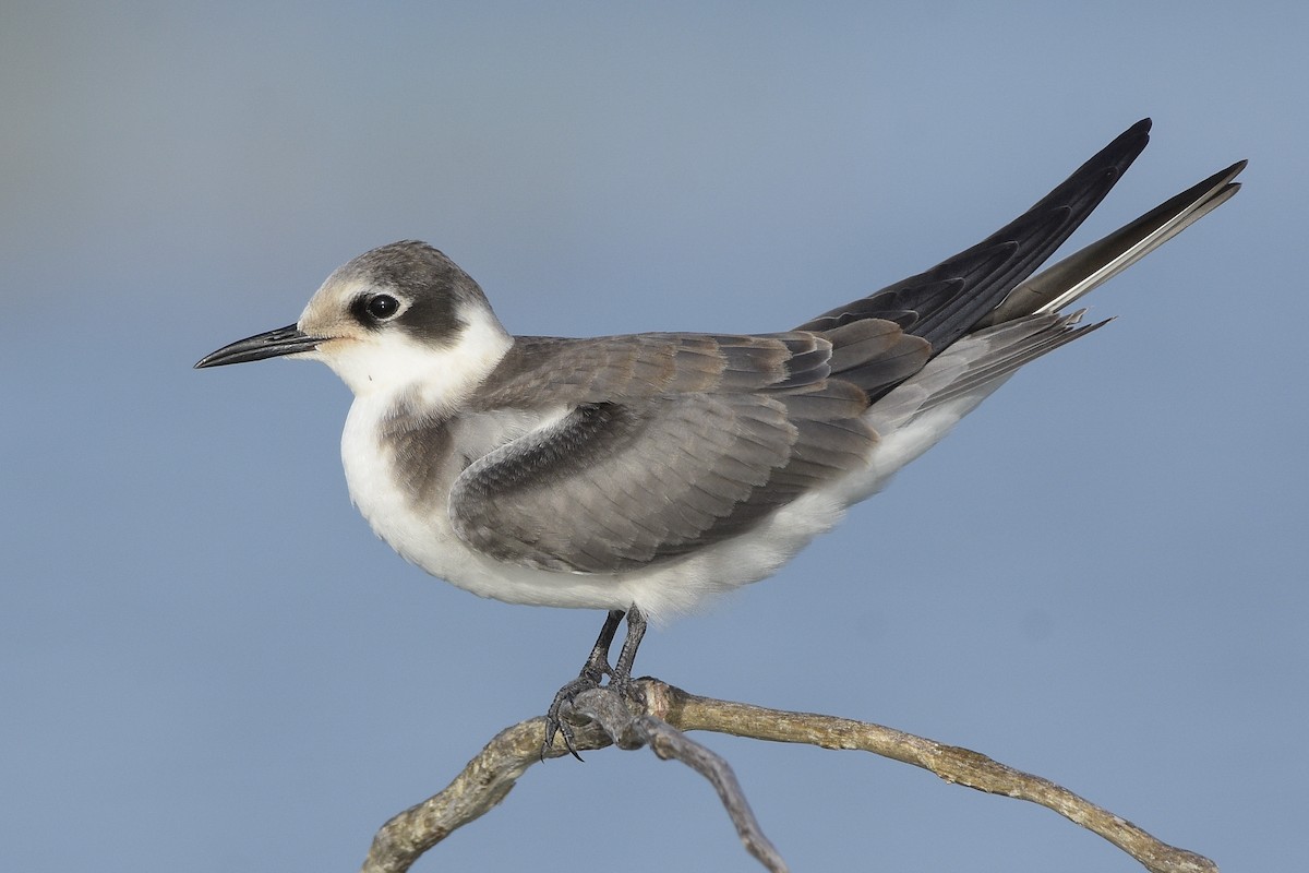 Black Tern - Carlos Echeverría