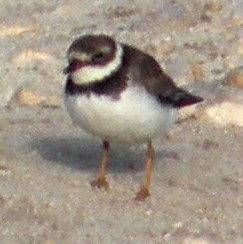 Semipalmated Plover - ML174336501
