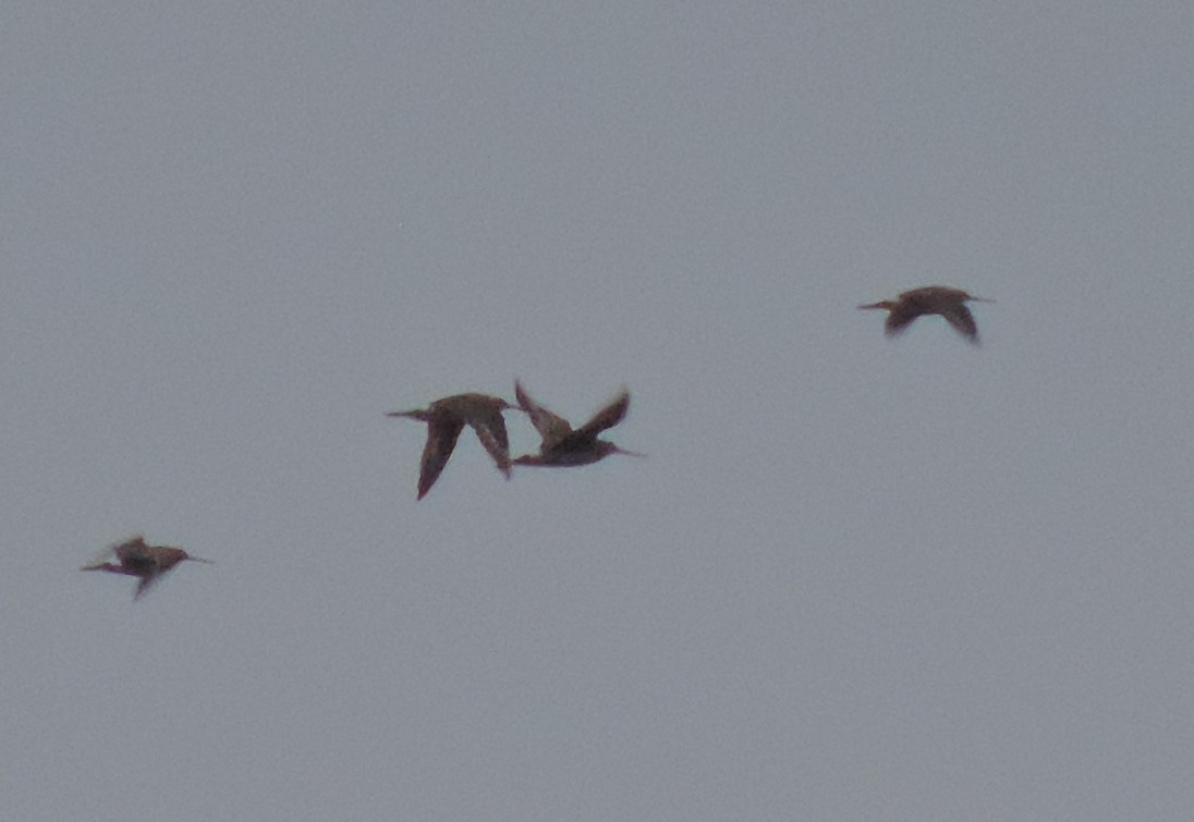 Hudsonian Godwit - Donald Morse Jr.