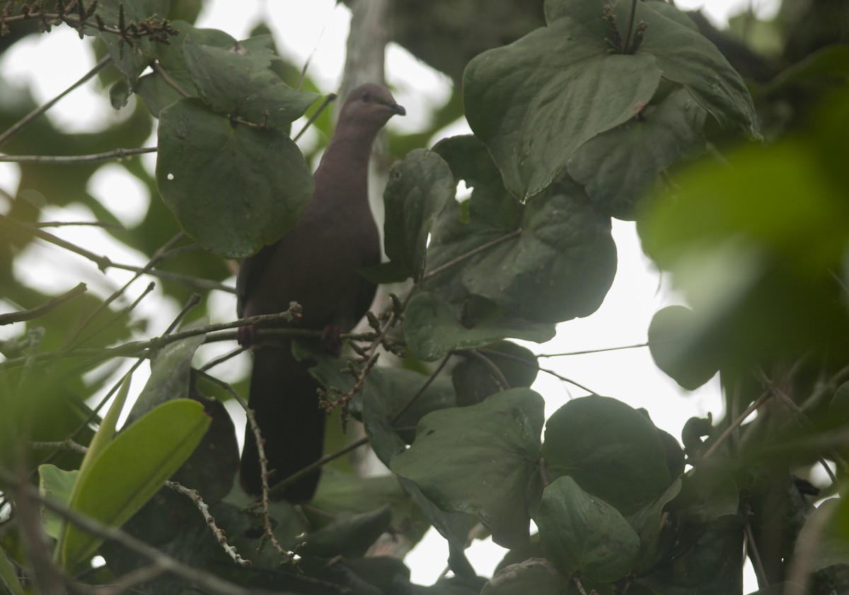 Ruddy Pigeon - ML174337811