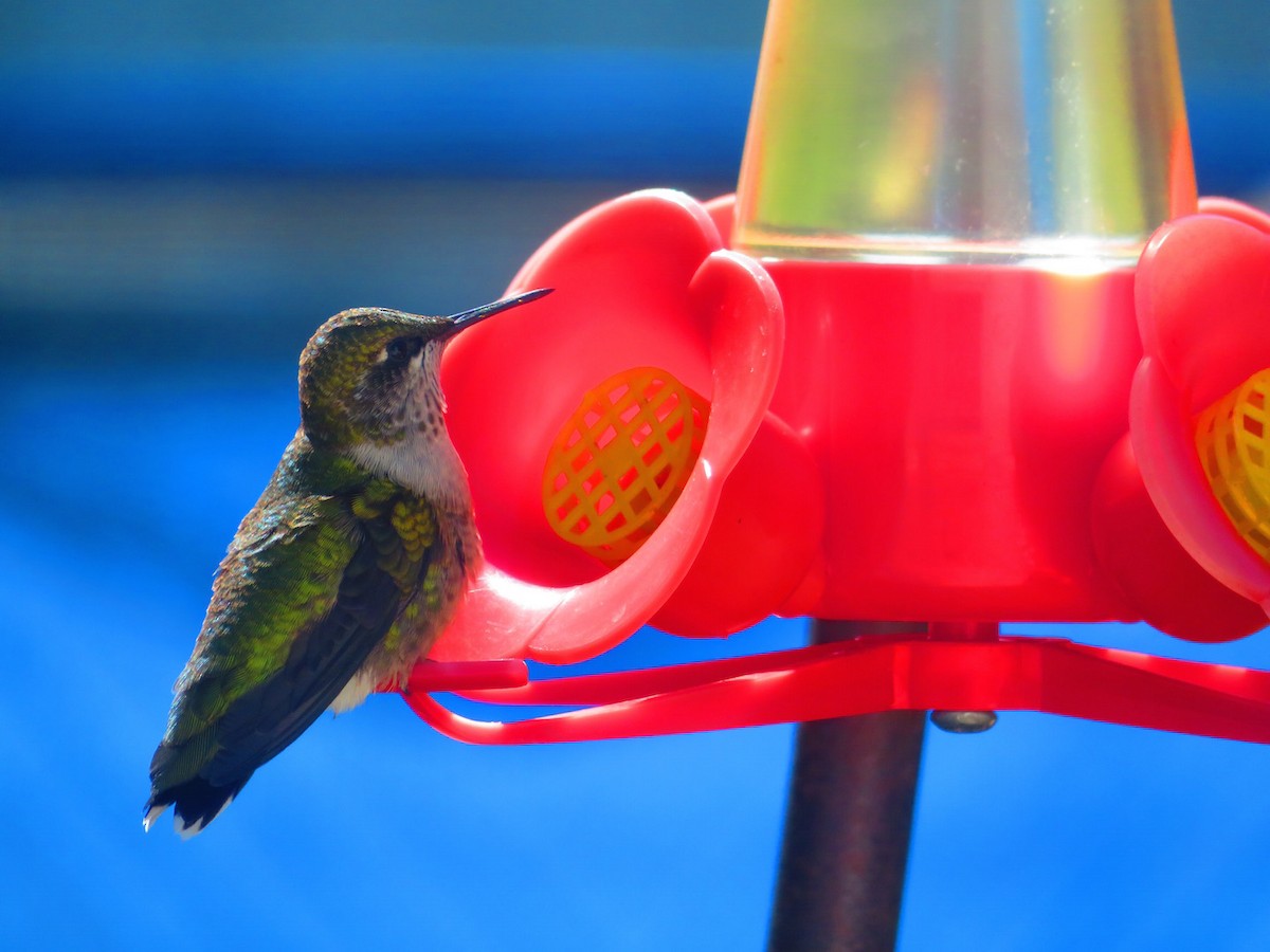 Ruby-throated Hummingbird - ML174338501