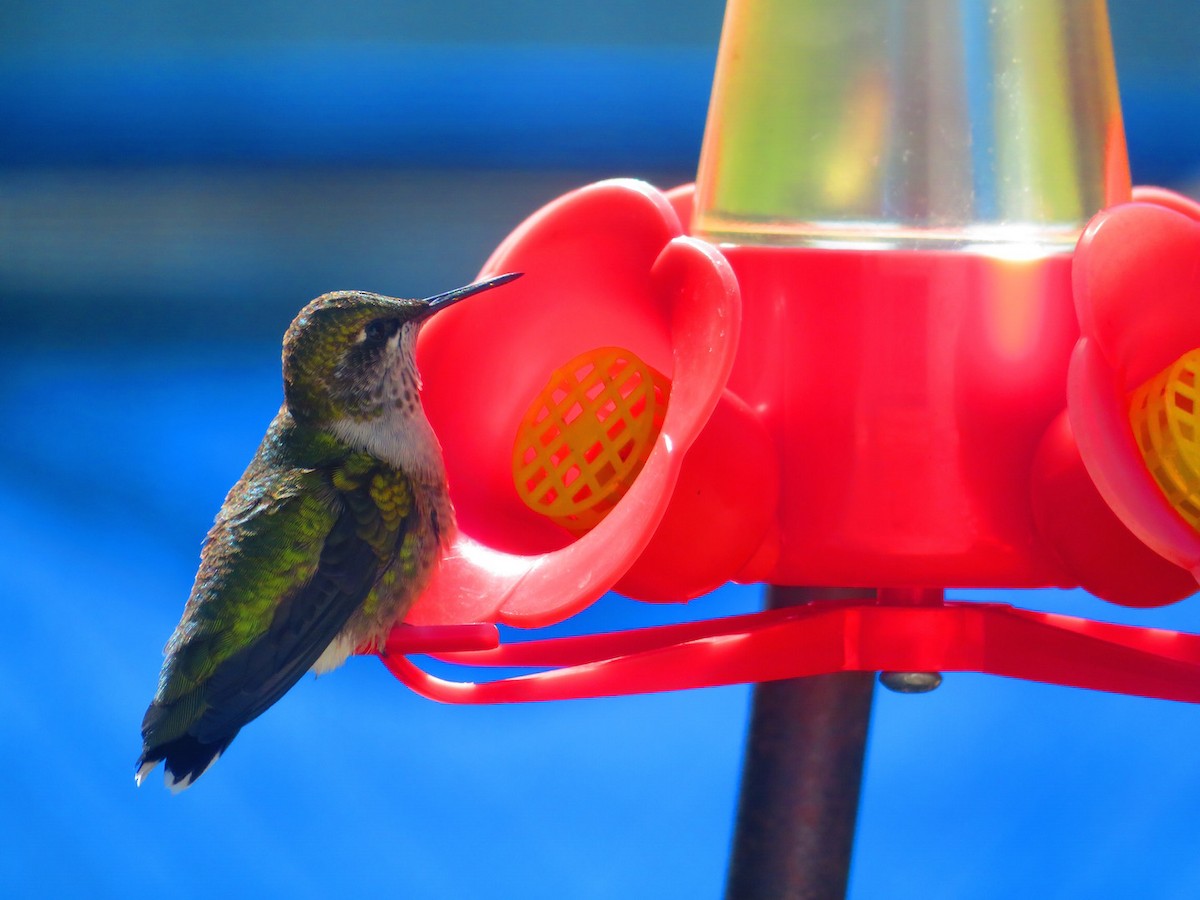 Colibrí Gorjirrubí - ML174338501