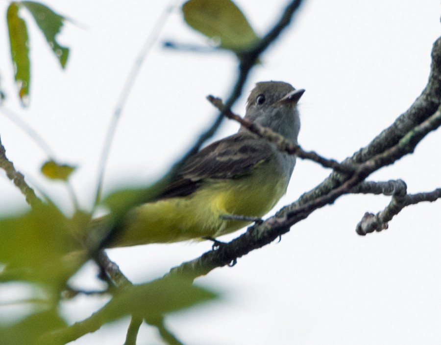 Great Crested Flycatcher - ML174338861